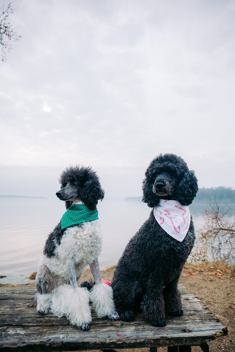 Candy Cane Dog Bandana image 5