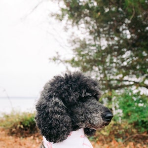 Candy Cane Dog Bandana image 2