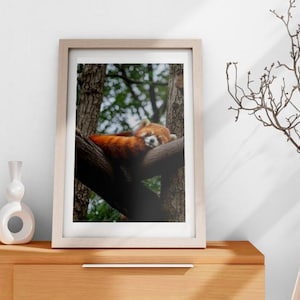 Może przedstawiać: Zdjęcie w ramie przedstawiające śpiącego na gałęzi drzewa czerwonego pandę. Czerwony panda jest zwinięty, a jego twarz jest widoczna. Tło to rozmyte zdjęcie drzew.