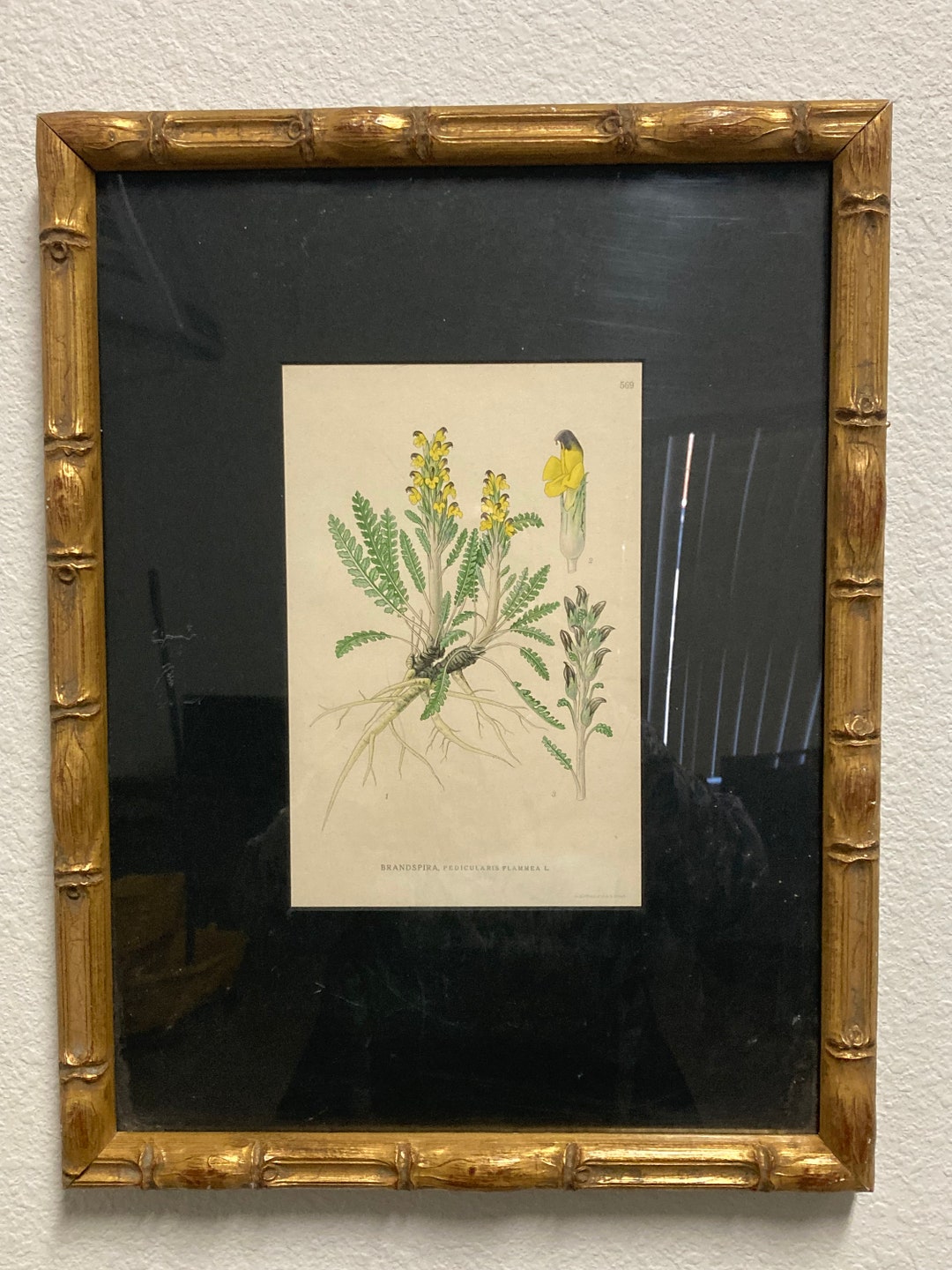 Brandspira Pedicularis Flammea 569, 9.5x12.5 Antique Litho, Frame Wear