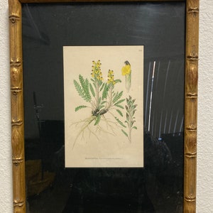 Brandspira Pedicularis Flammea 569, 9.5x12.5 Antique Litho, Frame Wear image 1