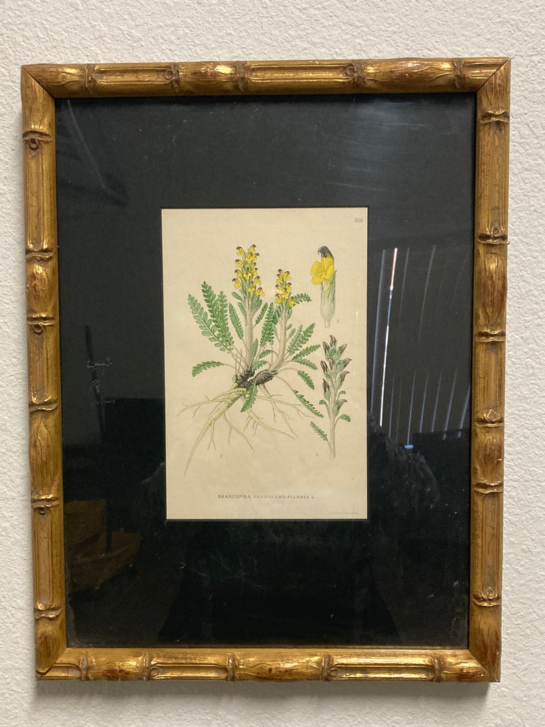 Brandspira Pedicularis Flammea 569, 9.5x12.5 Antique Litho, Frame Wear image 1