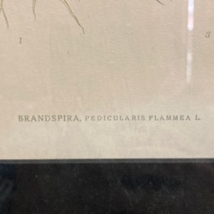 Brandspira Pedicularis Flammea 569, 9.5x12.5 Antique Litho, Frame Wear image 3