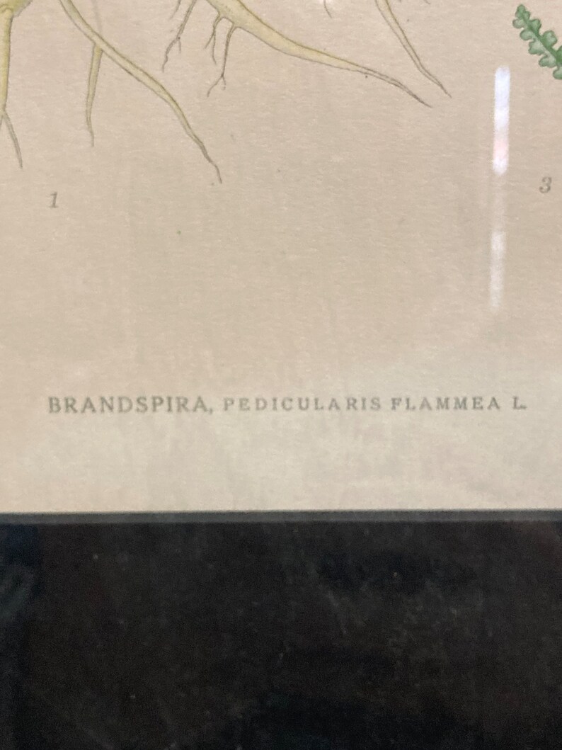 Brandspira Pedicularis Flammea 569, 9.5x12.5 Antique Litho, Frame Wear image 3