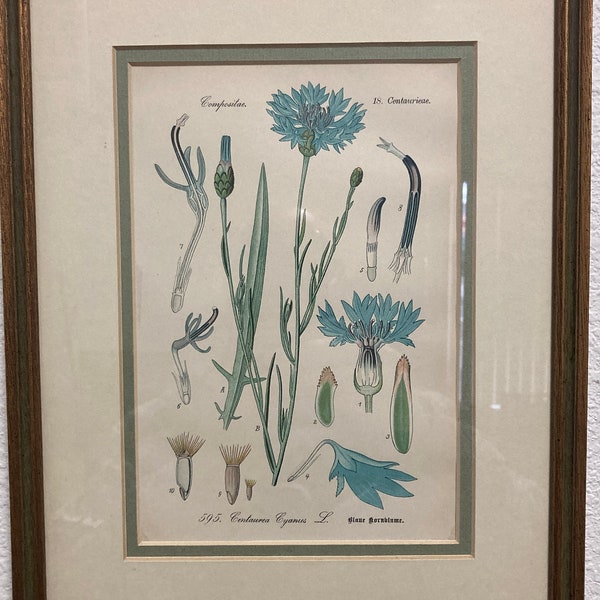 Blaue Kornblume Centaurea Cyanus #595, 9.5x12.5 Antique Lithograph