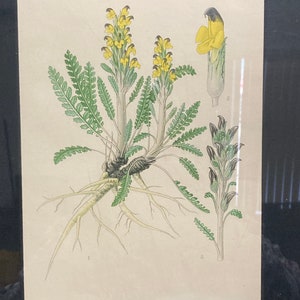 Brandspira Pedicularis Flammea 569, 9.5x12.5 Antique Litho, Frame Wear image 2