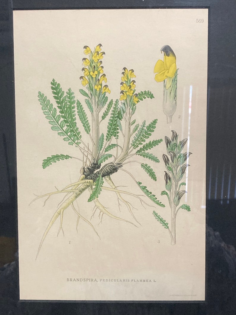 Brandspira Pedicularis Flammea 569, 9.5x12.5 Antique Litho, Frame Wear image 2