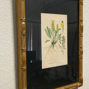 Brandspira Pedicularis Flammea 569, 9.5x12.5 Antique Litho, Frame Wear image 4