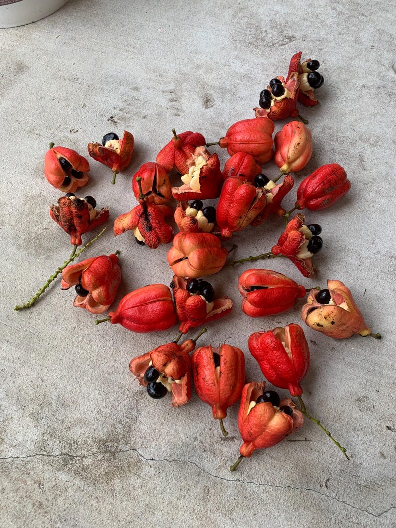 Semillas de ackee - Etsy México