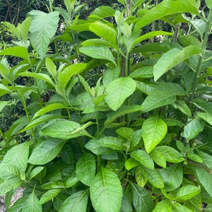 Fresh Bitter Leaves
