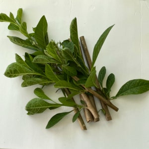ビターリーフの茎 8インチの挿し木（6～7本）