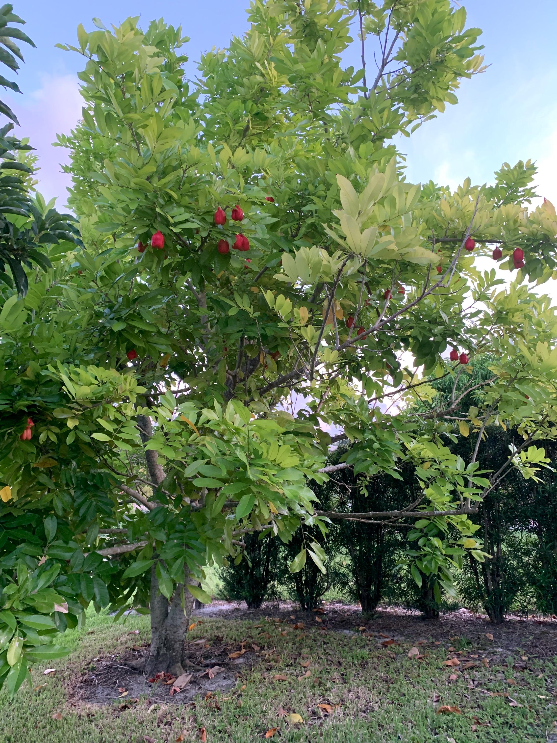 Ackee Seeds - Etsy