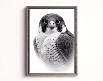 ハヤブサのウォールアートプリント、モノクロの鳥のポートレート、ミニマリストの野生動物の装飾（デジタルダウンロード）