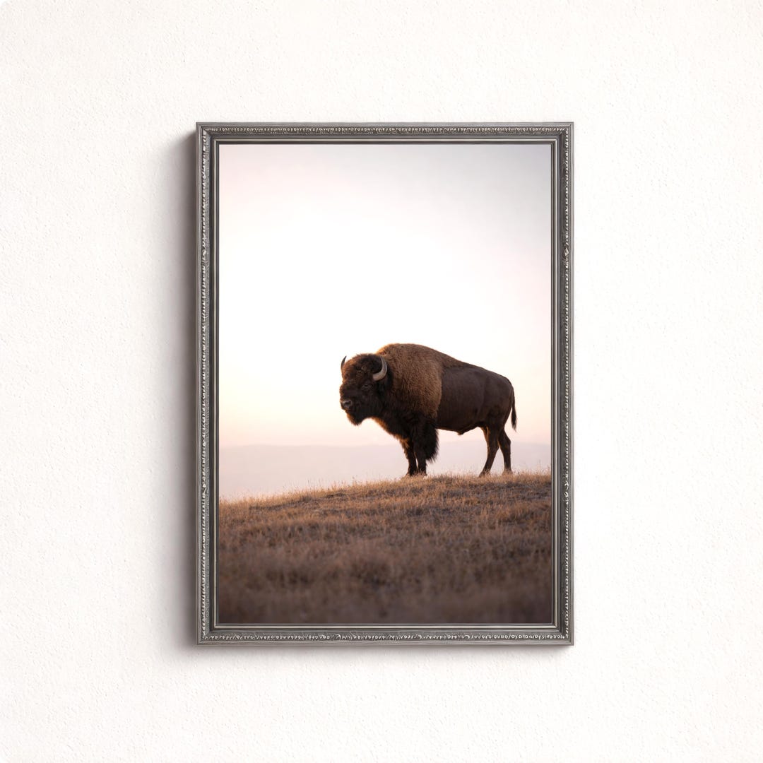 Hilltop Bison Wall Art Print, American Buffalo Wildlife Decor, Rustic ...