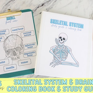 Skeletal System Structure, Printable Science Worksheets, Homeschool Resources, Human Anatomy Curriculum, Learning Activity Reusable Busybook