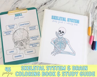 Skeletal System Printable, Human Anatomy, Homeschool Activity (Busybook)