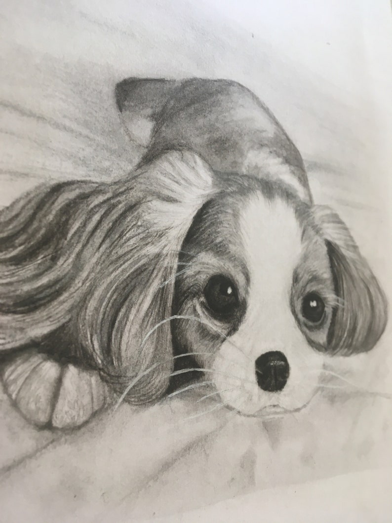 Custom Pet Portrait From Photo. Original Handdrawn Graphite Etsy