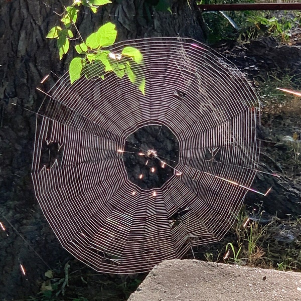 Farm Spider in the Morning Dawn