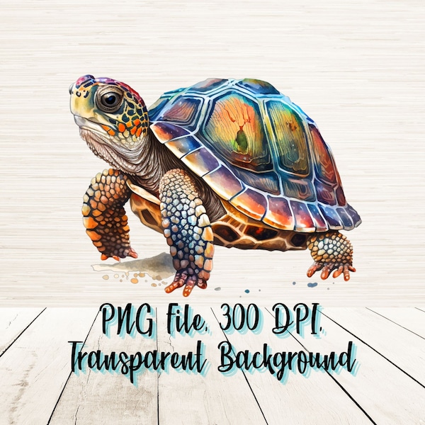 Box Turtle Clipart Etsy