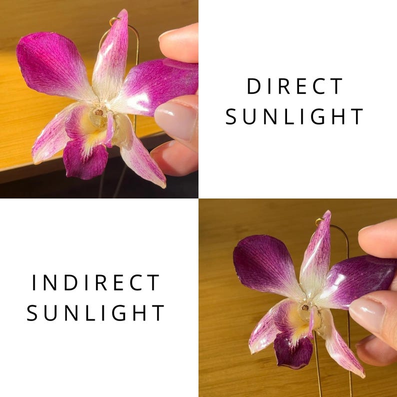 May include: Two photos of a pink and white orchid flower. The first photo shows the orchid in direct sunlight, the second photo shows the orchid in indirect sunlight. The text "DIRECT SUNLIGHT" is above the first photo and the text "INDIRECT SUNLIGHT" is below the second photo.