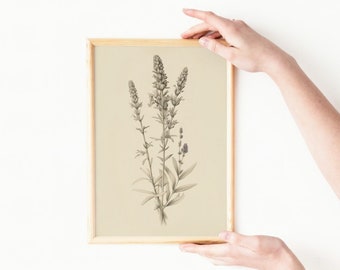 Lavanda Herb Sketch Drawing ~ Vintage Decor ~ Nursery Decor ~ Cottagecore Wall Art ~ Download stampabile