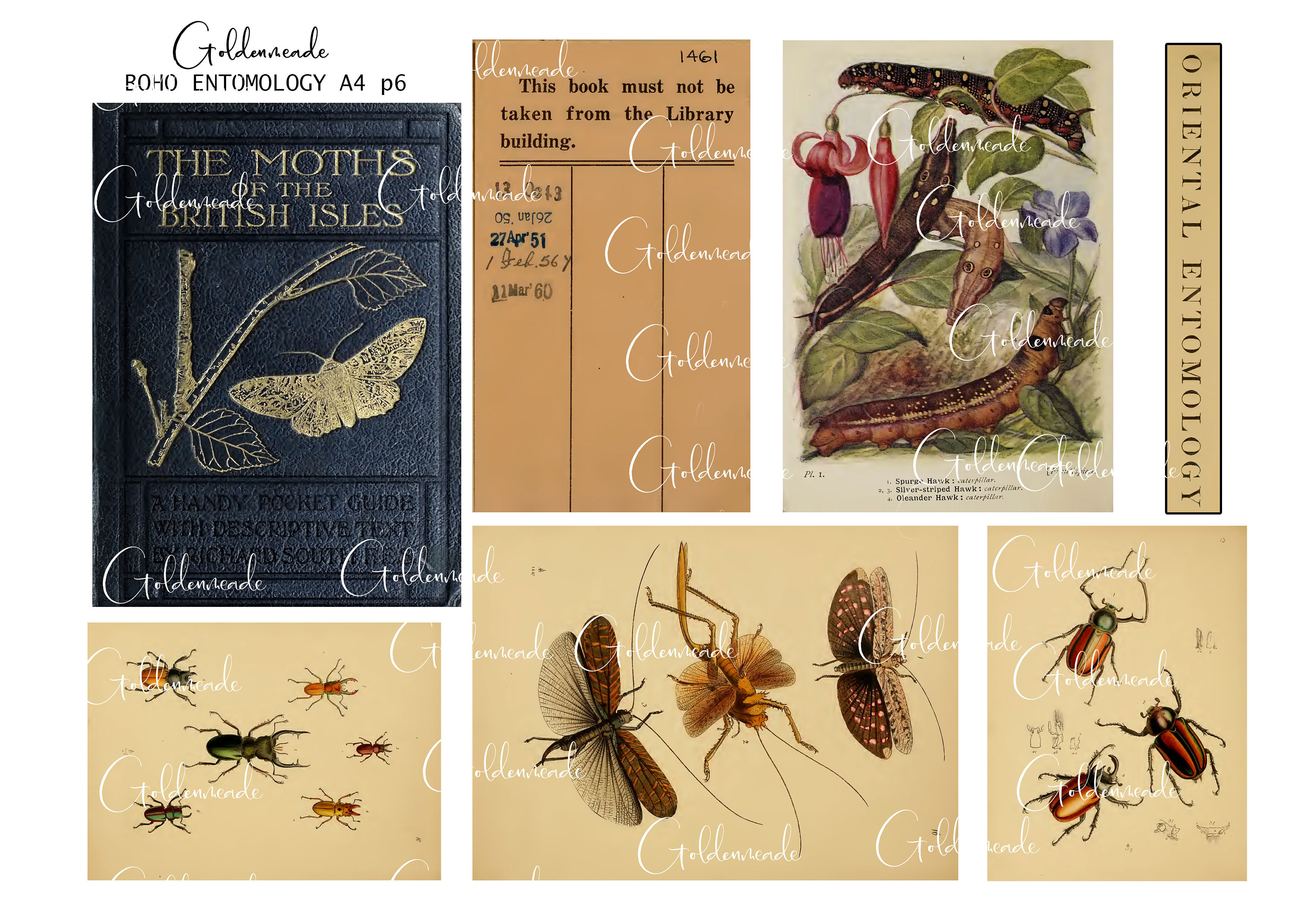 Entomology Ephemera: Vintage Insect Scrapbooking Printables (digital ...