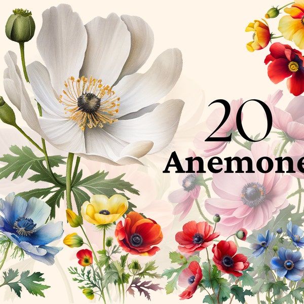 Anemone Flower Watercolor Clipart Bundle, Watercolor Magenta Anemone Flower Clipart, Spring Floral Clipart PNG, Summer Flowers Clipart Set