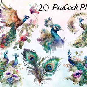Pacchetto Clipart Pavoni acquerello, Bouquet di pavoni acquerello, PNG pavone bianco, Grafica PNG Aquarelle Fantasy Peacock Feather Clipart