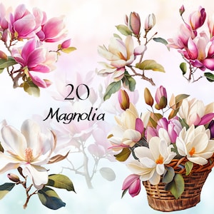 Watercolor Magnolia Clipart PNG, Saucer Magnolia Flowers Bouquets Clipart, Watercolor Magnolia Bouquet PNG, Magnolia PNG