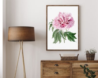 Printable Pink Peony Wall Art, Botanical Flower Illustration, Vintage Floral Print, Digital Download