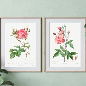 Arte de pared imprimible, conjunto de 2 estampados de flores de rosa rosa, decoración de arte floral, descarga instantánea, dibujo botánico, ilustración de flores de rosas, póster