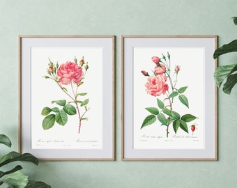Pink Rose Wall Art, Botanical Prints Set of 2, Vintage Floral Illustration, Digital Download