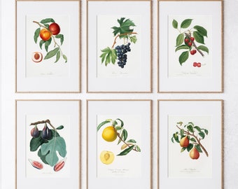 Könnte beinhalten: Sechs gerahmte botanische Drucke mit verschiedenen Früchten und Beeren. Die Drucke sind in zwei Reihen mit jeweils drei angeordnet. Die obere Reihe zeigt einen Pfirsich, eine Traube und einen Kirschzweig. Die untere Reihe zeigt eine Feige, eine Pflaume und eine Birne.
