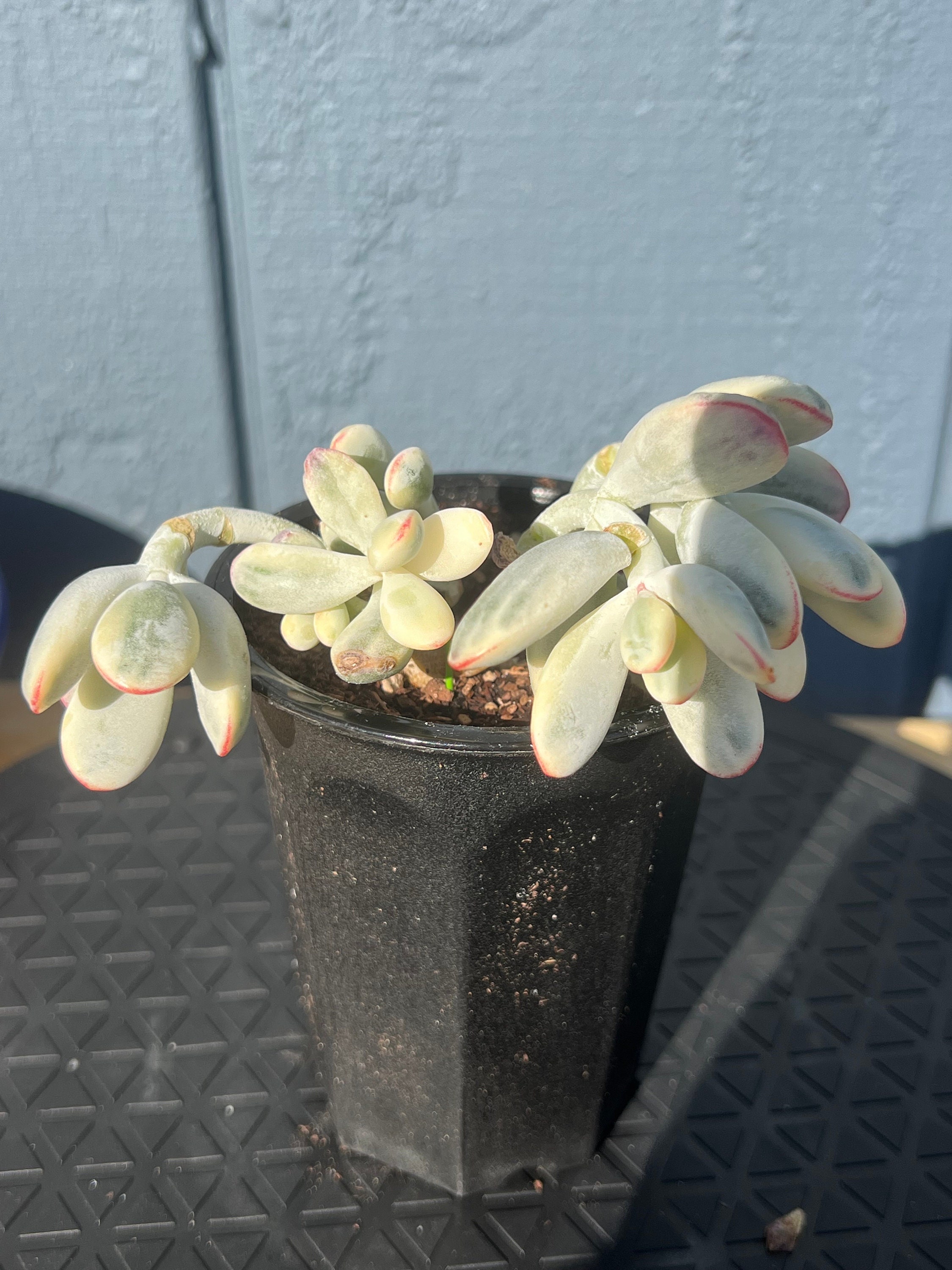 Rare Succulent,Cotyledon orbiculata cv variegated,Live Plant,Colorful Imported