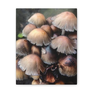 Midwest Coprinaceae, Mushroom, Fungi, Nature Photography, Midwest image 2