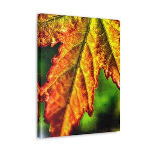 Fall Leaves, Colorado, Castle Rock, Autumn, Fall Colors, Nature, Nature Photography