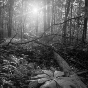 Northeast Forest