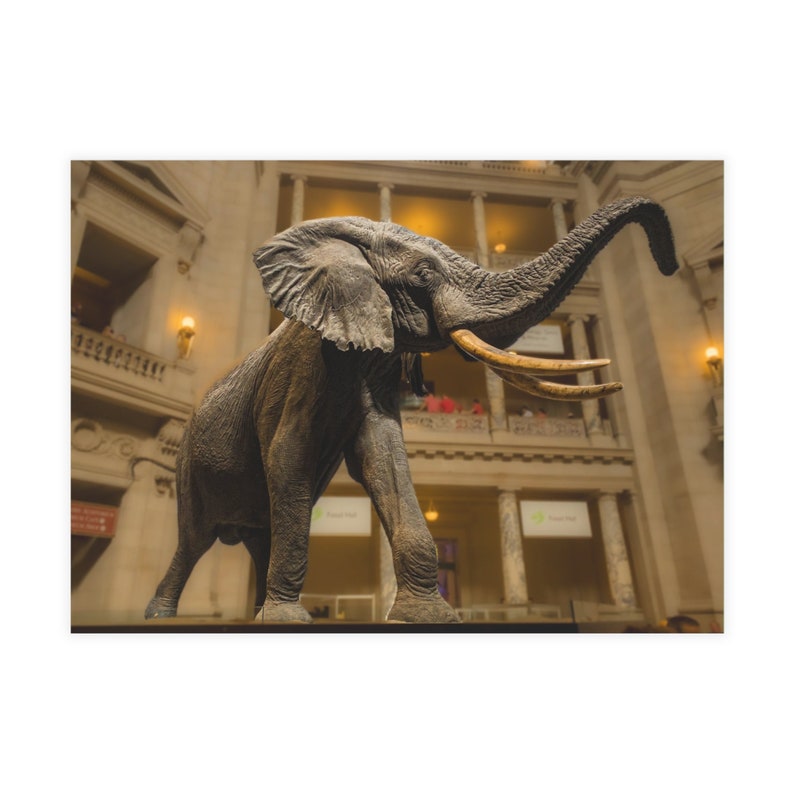 Elephant Postcard, Museum of Natural History, Washington DC, Animal ...