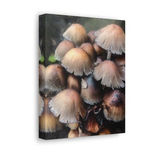 Midwest Coprinaceae, Mushroom, Fungi, Nature Photography, Midwest image 1