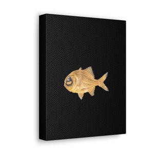 Fish, Nature, Ocean, Museum of Natural History, Smithsonian, Washington DC