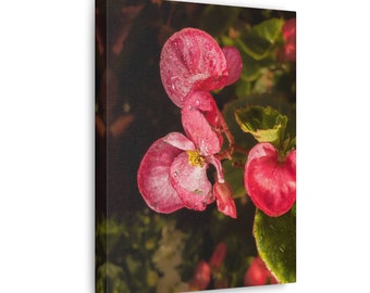 Wax Begonia, Flowers, Flower Photography, Washington, DC