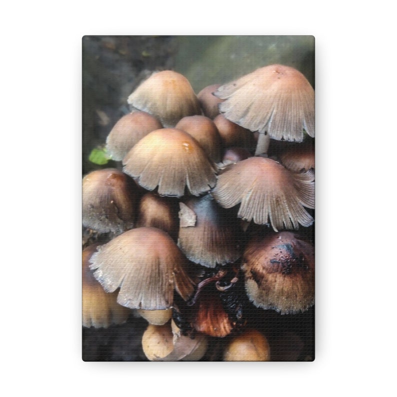Midwest Coprinaceae, Mushroom, Fungi, Nature Photography, Midwest image 8