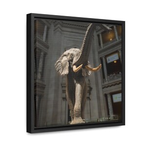 Elephant Statue, Museum of Natural History, Washington DC, Museum Photography
