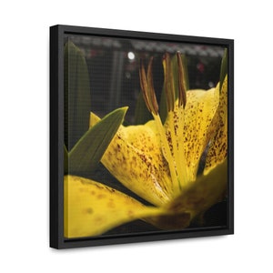 Lily, Lily Photograhy, Nature, Nature Photography, Flowers, Flower Photography