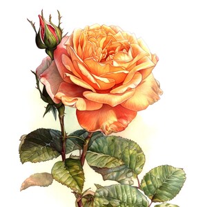 Rosen Grußkarten