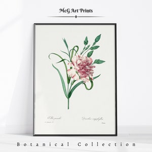 Carnation Watercolor Painting Botanical Wall Art Print Boho Floral Home Decor Mid Century Aesthetic Living Room Decor Digital Art|PWA#435