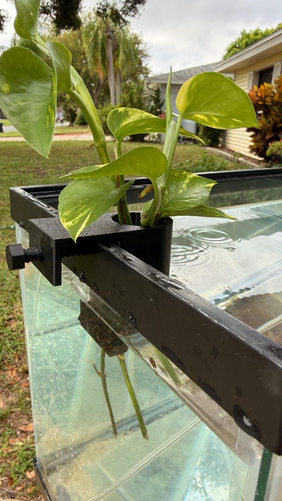 gold pothos The Sill Golden Pothos Hanging Basket Houseplants, Medium in Grow Pot main image 1