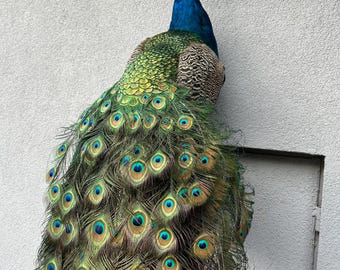 剥製の孔雀 - Etsy 日本