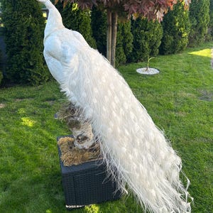 Quality stuffed peacock peacock home decoration wild birds standing