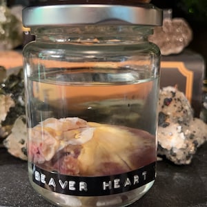 Beaver Heart Wet Specimen